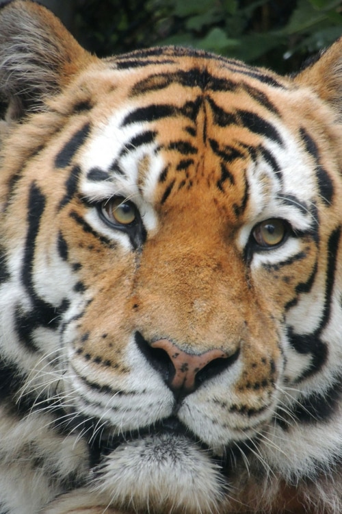 Lions, Tigers, and Akron Zoo Review oh my! Ready for this mama? Did you know that the Akron, Ohio Zoo has more than 700 animals? My kids were in awe! You have Penguins, Monkeys, Bears, and so many more animals to visit.