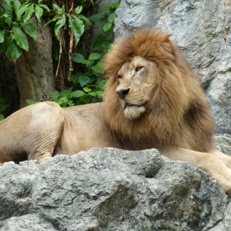Lions, Tigers, and Akron Zoo Review oh my! Ready for this mama? Did you know that the Akron, Ohio Zoo has more than 700 animals? My kids were in awe! You have Penguins, Monkeys, Bears, and so many more animals to visit. 