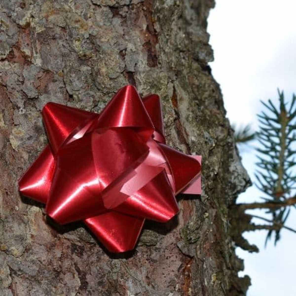 Gold Gift Bow Hunt on a hunt for a gold gift bow