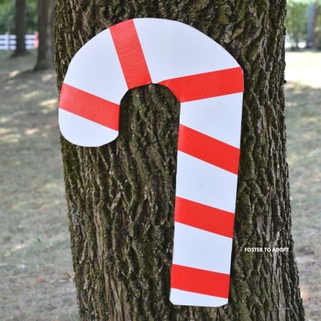 Santa Claus is bringing candy canes and the kids are going to have a scavenger hunt. Find the hidden spots!
