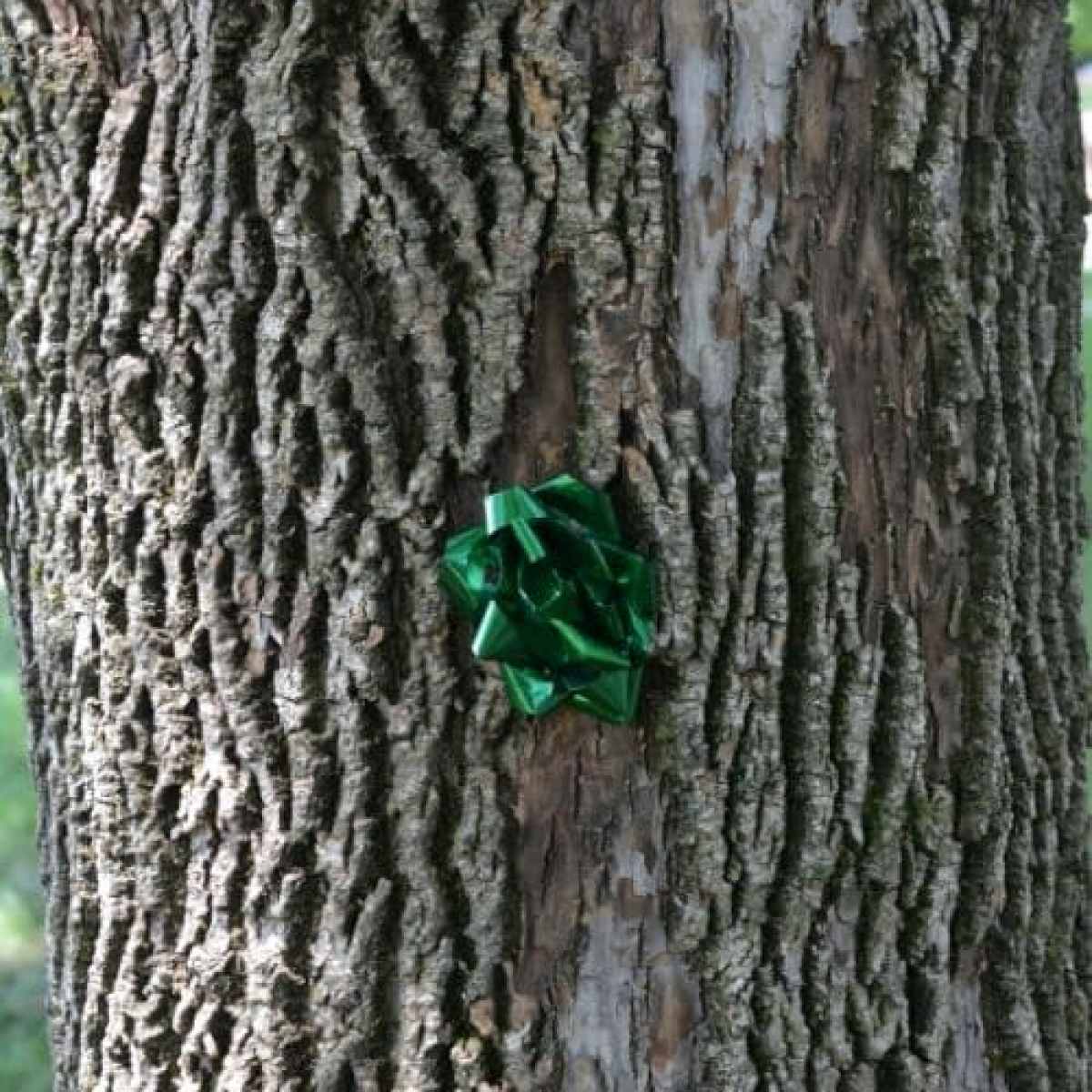 gift bows hidden in the backyard for my kids to find them.