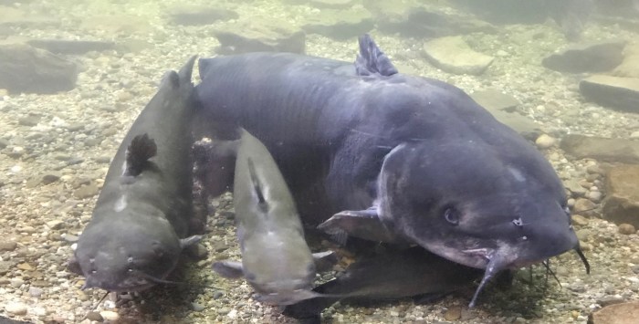 Cleveland Aquarium Review