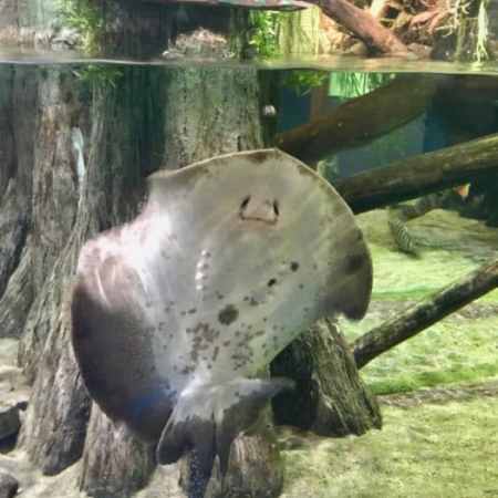 Cleveland Aquarium Review
