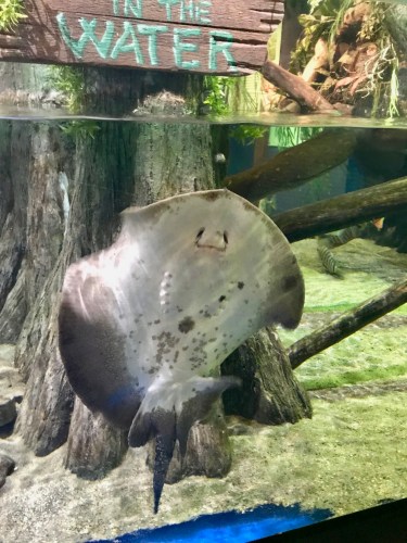 Cleveland Aquarium Review