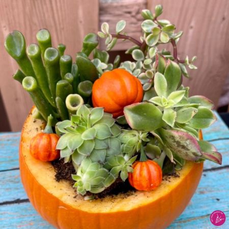 pumpkin succulents