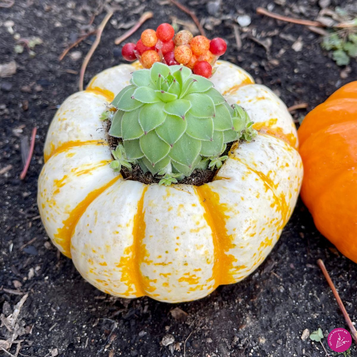 Mini Pumpkin Succulents Decorative Mini Pumpkin Succulents