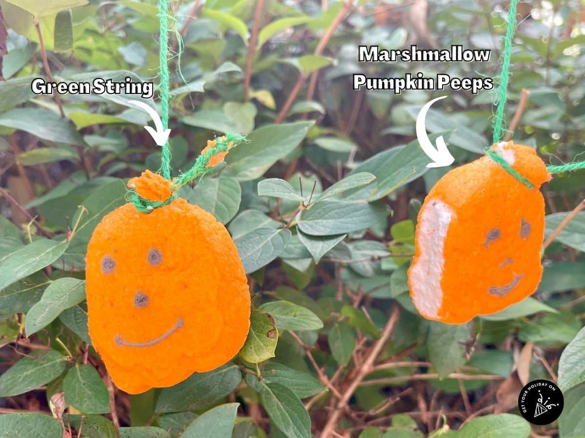 ring on a string game Green string tied around marshmallow pumpkin peep stems