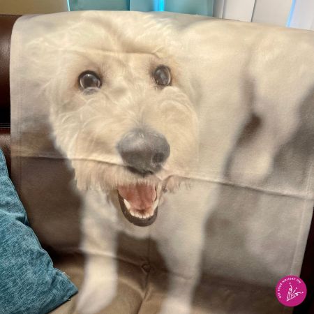 doggy blanket