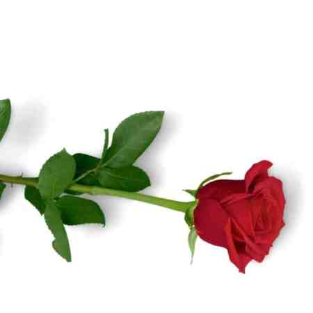 roses gift guide for bachelorette fans