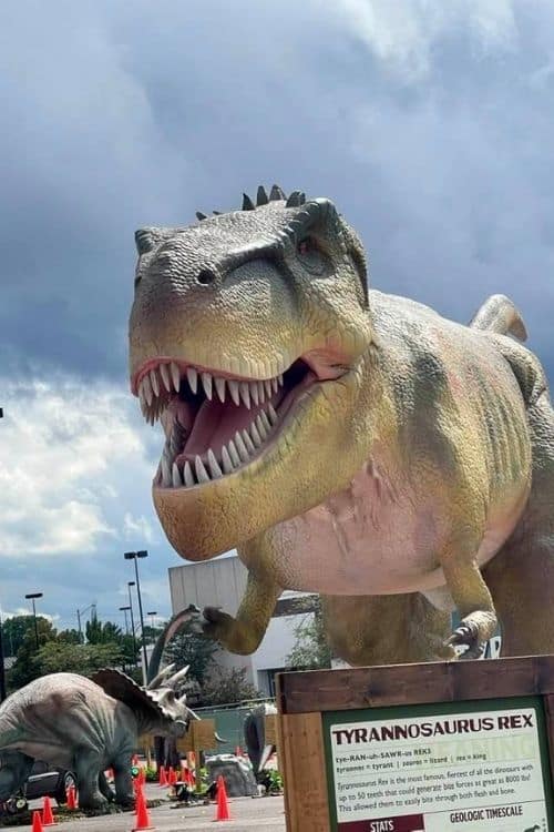 T-rex dino safari T-rex dino safari