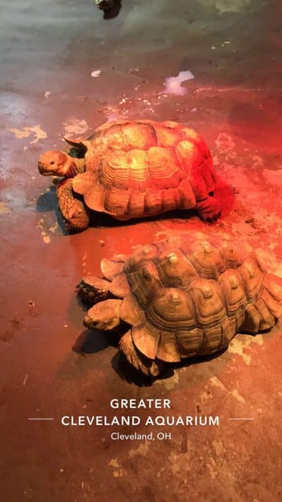 Cleveland Aquarium Review